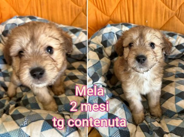 Cuccioli di 3 mesi Taglie medie