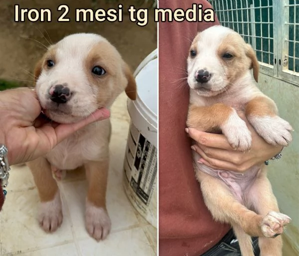 Cuccioli di 3 mesi Taglie medie