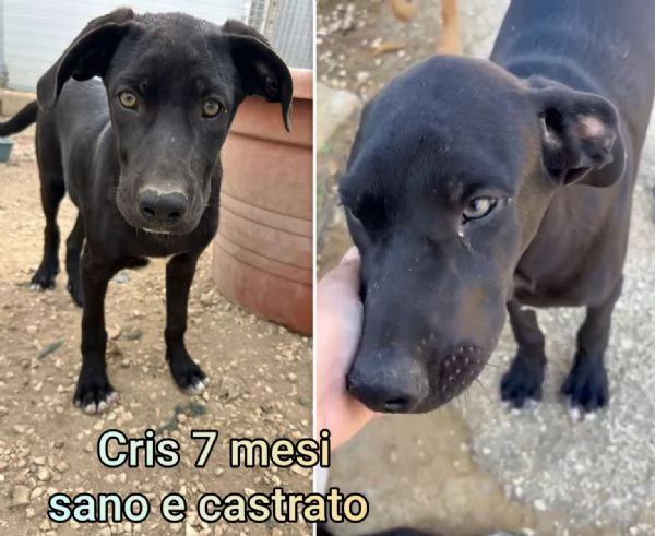 Cuccioli di 3 mesi Taglie medie | Foto 4