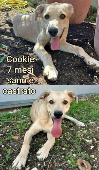 Cuccioli di 3 mesi Taglie medie | Foto 3