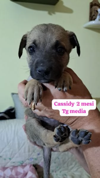 Cuccioli di 3 mesi Taglie medie