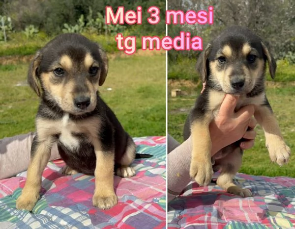 Cuccioli di 3 mesi Taglie medie | Foto 1