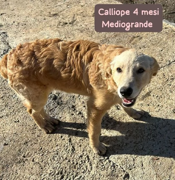 Cuccioli di 3 mesi Taglie medie | Foto 2