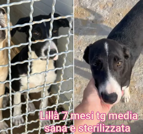 Cuccioli di 3 mesi Taglie medie | Foto 1