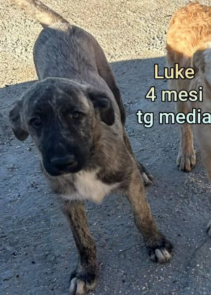 Cuccioli di 3 mesi Taglie medie | Foto 1