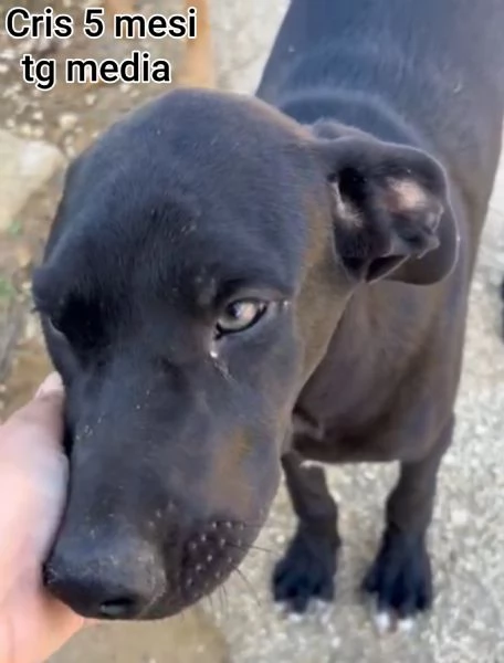 Cuccioli di 3 mesi Taglie medie | Foto 1