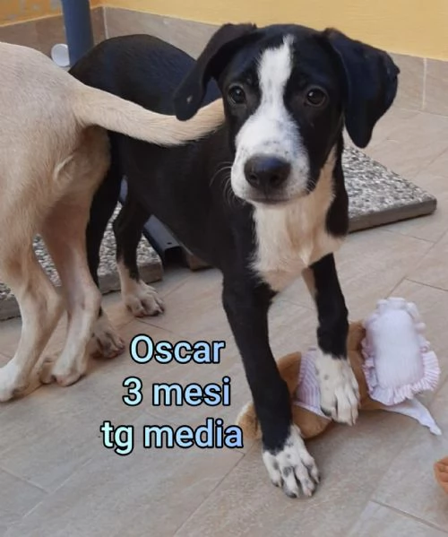 Cuccioli di 3 mesi Taglie medie | Foto 0