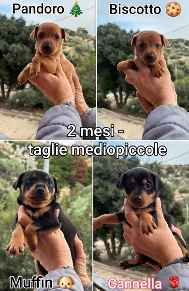 Cuccioli di 3 mesi Taglie medie | Foto 0