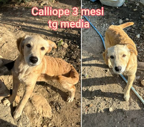 Salvate la vita di un cucciolo  | Foto 5