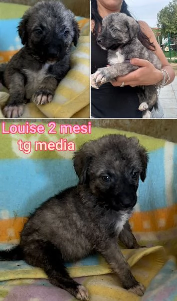 Salvate la vita di un cucciolo  | Foto 4