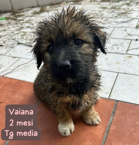 2 mesi Aiutate questi cuccioli  | Foto 6