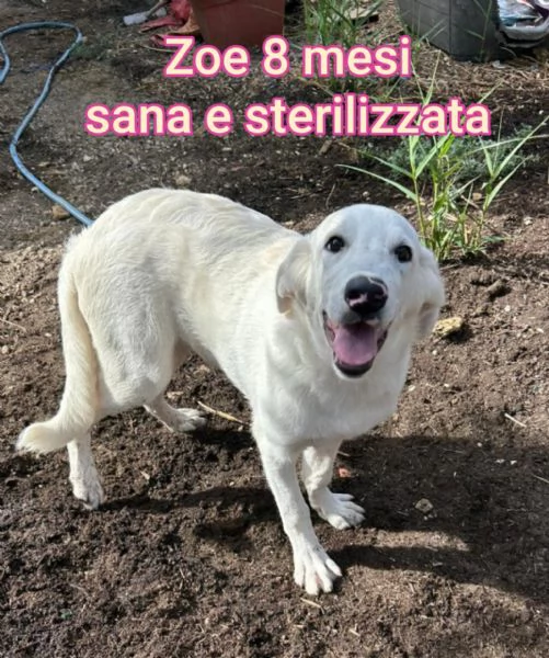 2 mesi Aiutate questi cuccioli  | Foto 3