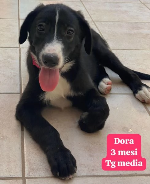 2 mesi Aiutate questi cuccioli  | Foto 6