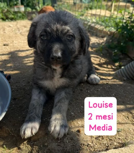 2 mesi Aiutate questi cuccioli  | Foto 5