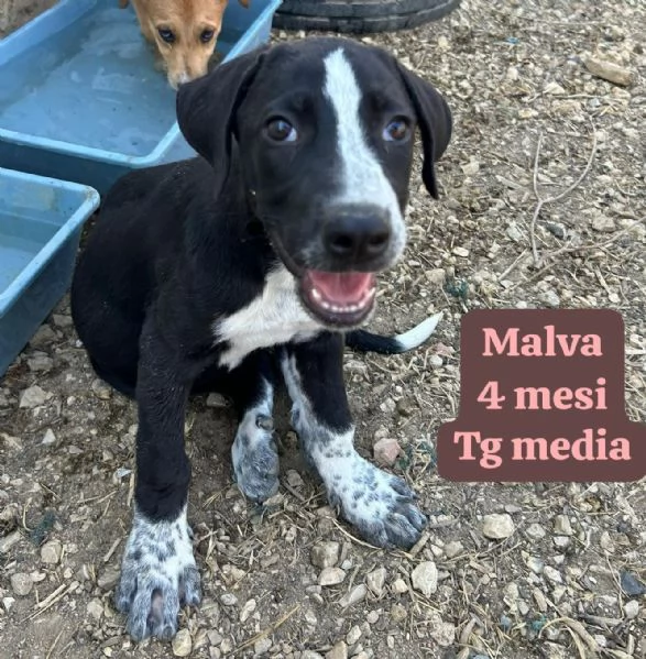 2 mesi Aiutate questi cuccioli  | Foto 1