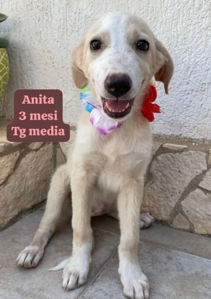 2 mesi Aiutate questi cuccioli  | Foto 0