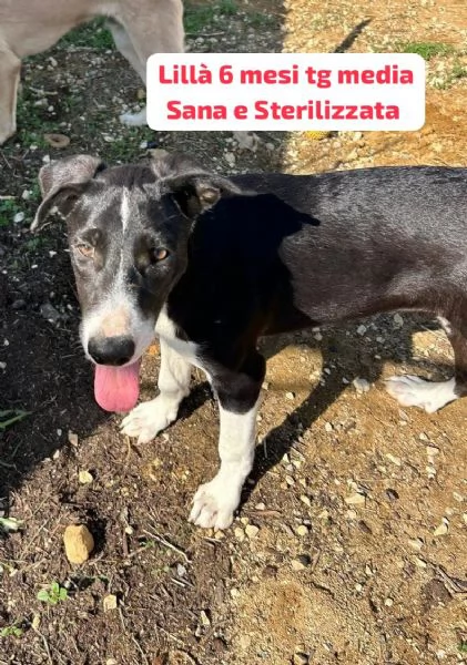 2 mesi Aiutate questi cuccioli  | Foto 0