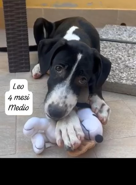 3 mesi Aiutate questi cuccioli  | Foto 2