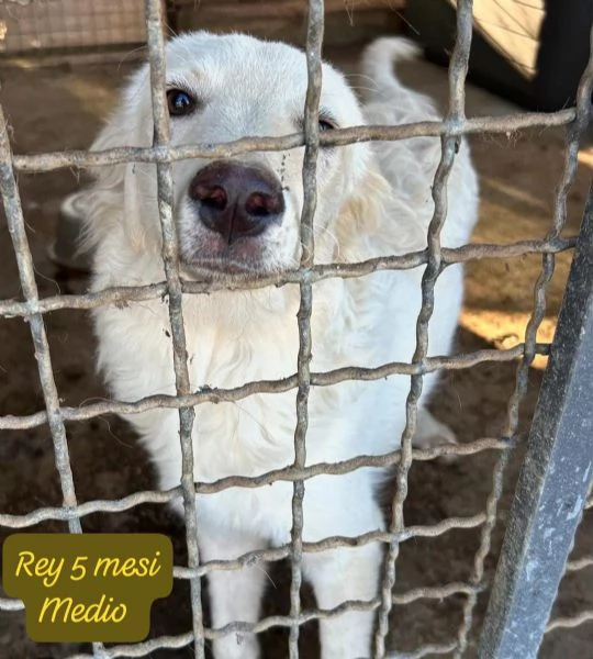 3 mesi Aiutate questi cuccioli  | Foto 0