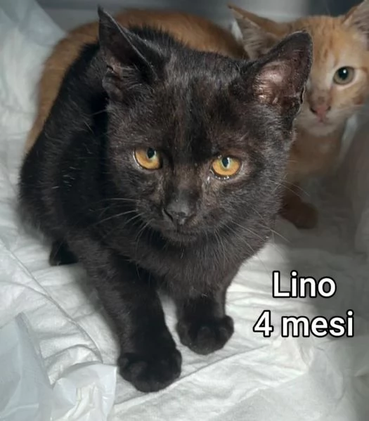 MIAO MICINI DAI 60 GIORNI