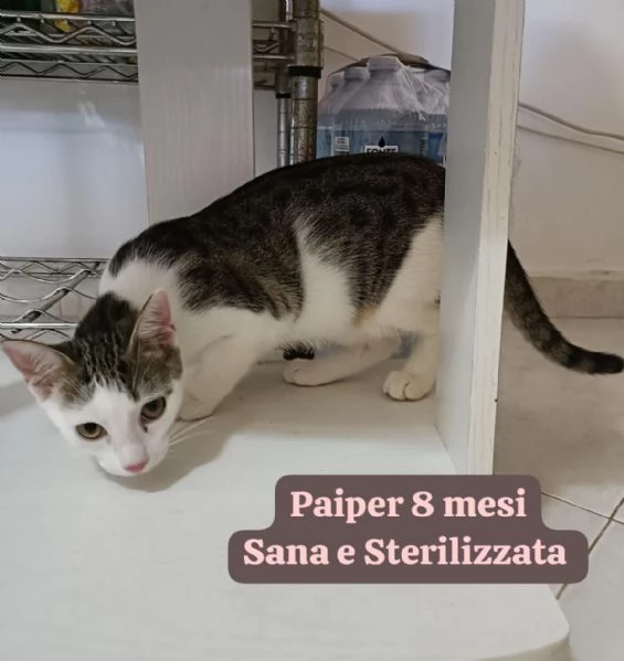 MIAO MICINI IN CERCA DAMORE | Foto 0