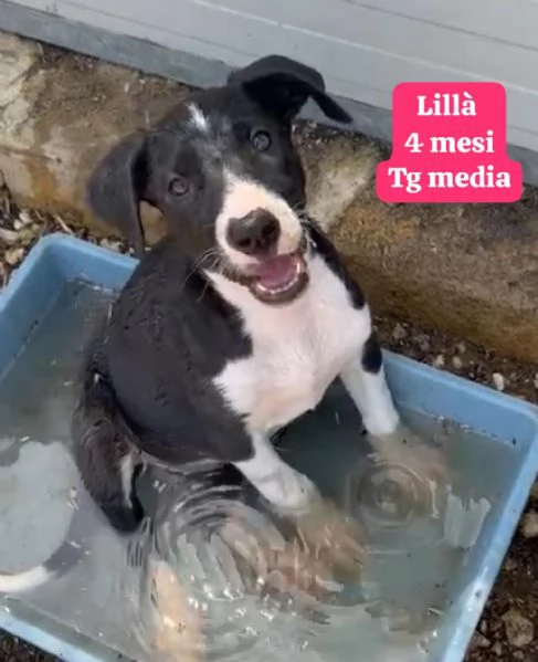 cuccioli abbandonati in cerca di casa | Foto 5