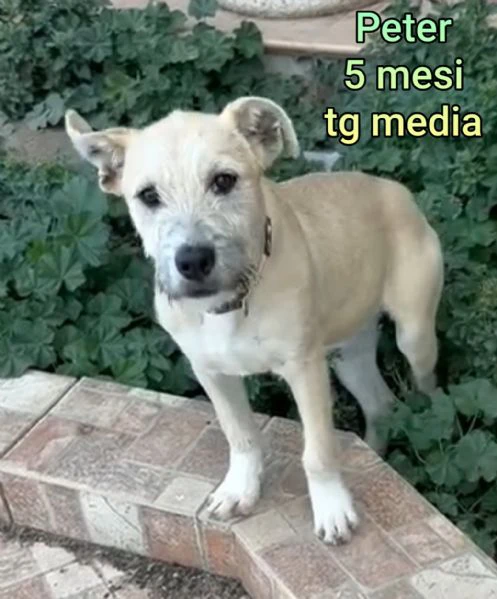 cuccioli abbandonati in cerca di casa | Foto 3