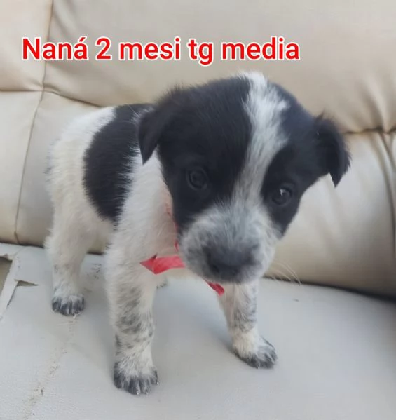 cuccioli abbandonati in cerca di casa | Foto 2