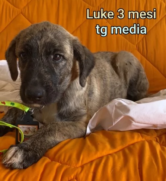 cuccioli abbandonati in cerca di casa | Foto 2