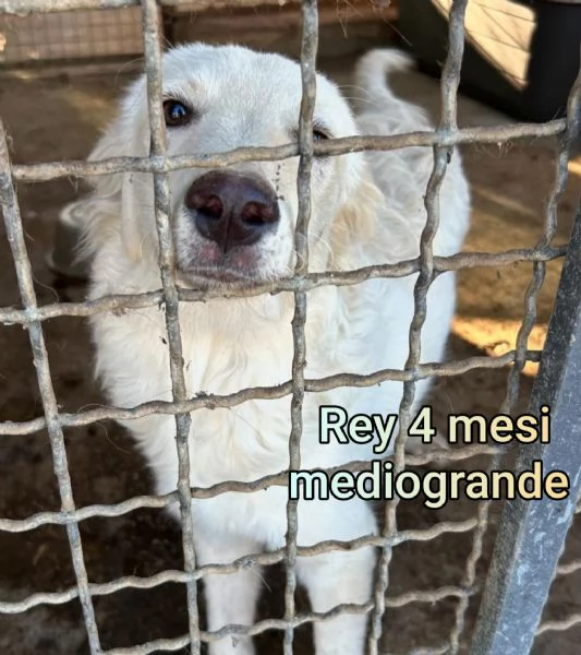 cuccioli abbandonati in cerca di casa