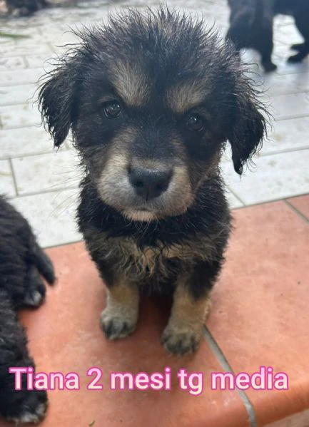 cuccioli abbandonati in cerca di casa