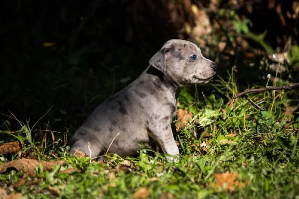 pitbull terrier americano cuccioli | Foto 4