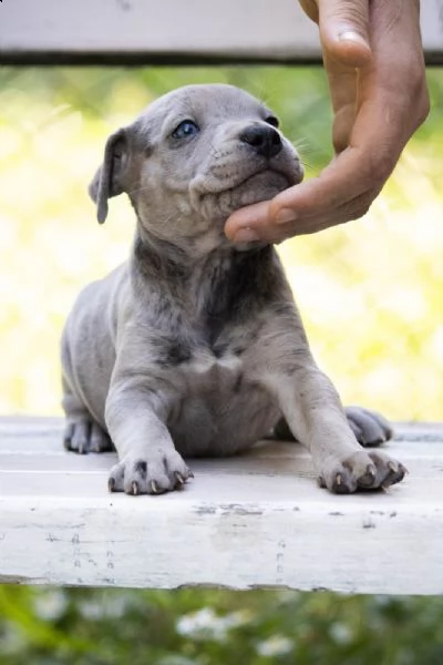 pitbull terrier americano cuccioli | Foto 3
