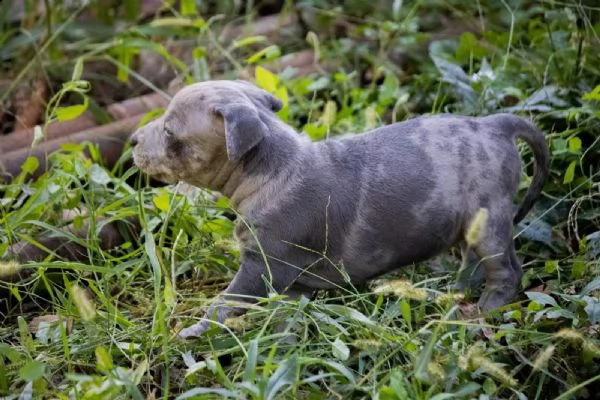 pitbull terrier americano cuccioli | Foto 2