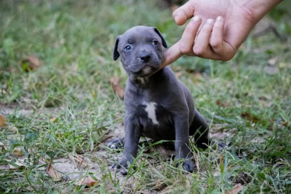 pitbull terrier americano cuccioli | Foto 0