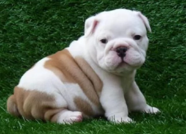 regalo bulldog inglese cuccioli con pedigree bulldog inglese pelo corto taglia piccola molto belli 
