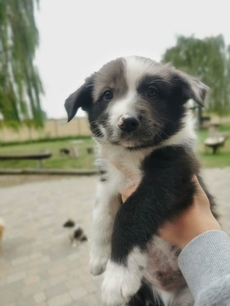 Vendita cucciolo da Privato a Ferrara Cuccioli di Pastore del Lagorai