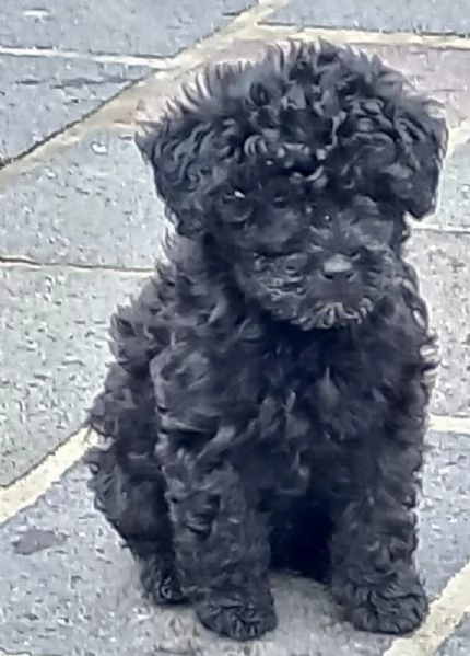 Cuccioli barboncini  maltipoo | Foto 1