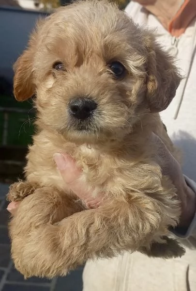 Cuccioli barboncini  maltipoo | Foto 0