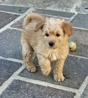 Cuccioli barboncini  maltipoo