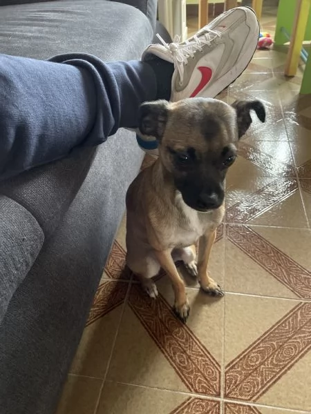 Regalo cane meticcio piccola taglia 