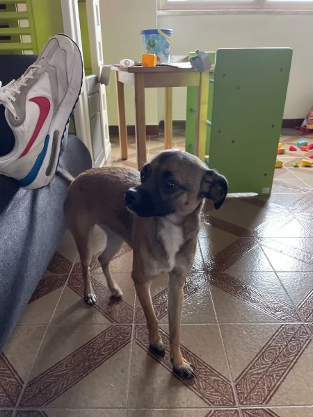 Regalo cane meticcio piccola taglia  | Foto 0