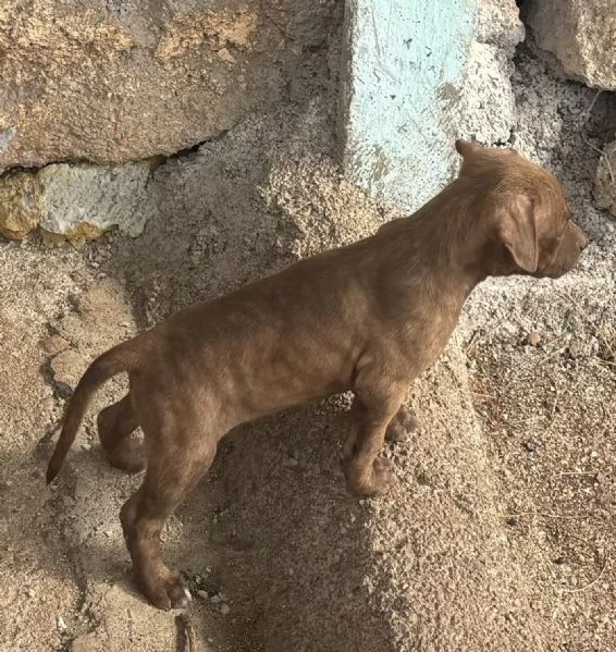 Cuccioli Pitbull  | Foto 4