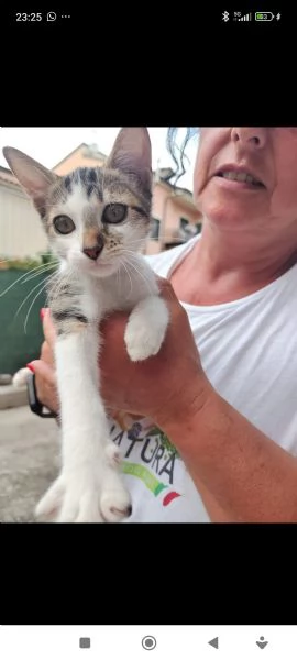 Cucciola cerca amore e casa