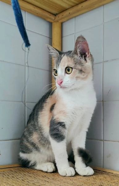 Milly Cucciola gattina cerca amore e casa | Foto 0