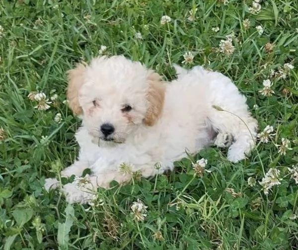 Cuccioli cercano casa | Foto 0