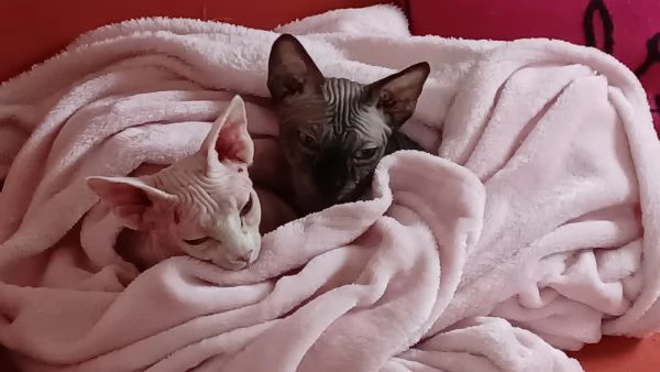 Coppia gatti Sphynx | Foto 3