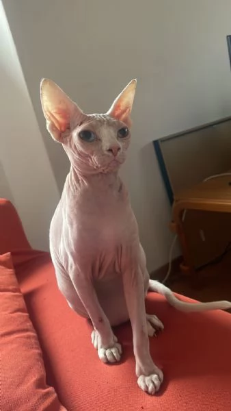 Coppia gatti Sphynx | Foto 1