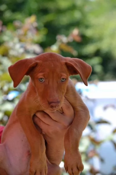 Cuccioli Cane dei Faraoni | Foto 1