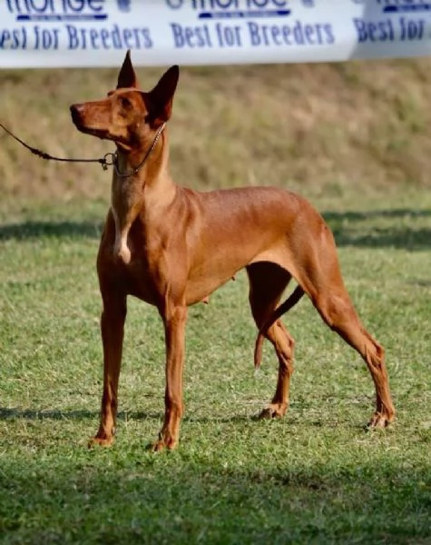 Cuccioli Cane dei Faraoni | Foto 0